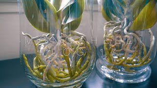 호접란 수경재배할때 주의사항 full water culture orchids things you need to watch out for English sub [upl. by Elita]