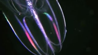 Facts The Comb Jelly Ctenophora [upl. by Kcirddehs371]