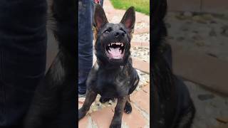 Angry puppy barking video angrypuppy cutepet rottweilerpuppy angrydog cuteanimal [upl. by Isacco]