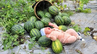 Single mother picks giant melons to sell at the market  collects firewood to store [upl. by Neerol987]