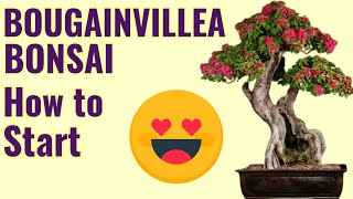 HOW TO GROW BOUGAINVILLEA BONSAI BOUGAINVILLEA BONSAI BOUGAINVILLEA BONSAI REPOTTING [upl. by Aihsenek]