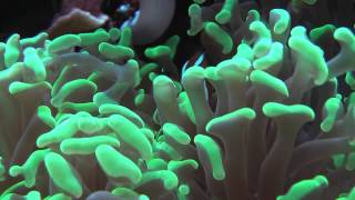 amphiprion ocellaris dans sont Euphyllia ancora [upl. by Hulen]