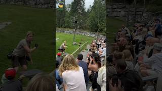 Bird 🦅 show at kolmården shorts reels viralshorts kolmården [upl. by Tivad284]