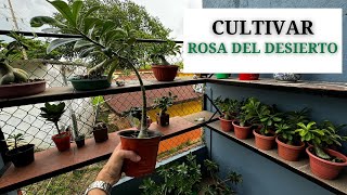 Mini Curso Rosa del Desierto  Cómo cuidar tu Adenium Obesum [upl. by Seaden]