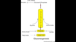 Biochimie en arabe 2 cours [upl. by Khalsa]