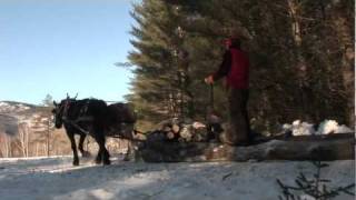 Plowden Horse Logging [upl. by Oiragelo238]