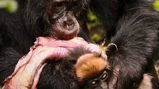 Brutal Hunting Moments By Chimpanzees and Baboonsnaturedocumentary wildlifedocumentaries [upl. by Sigismundo]