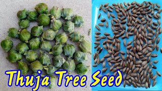 Thuja Tree Seed Collect  Morpankhi Tree  Vidya [upl. by Rediah]