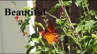 The Gulf Fritillary Butterfly [upl. by Bertolde]