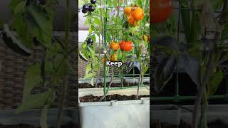 Vegetable Gardening for Beginners Essential Tips and Tricks youtubeshorts vegetablegardening [upl. by Akinas]