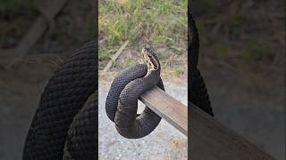 Florida water moccasin cotton mouth laying across the trail road today venomous reptiles [upl. by Ilera128]