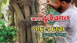 আসল চুইঝাল গাছ ও চারা চেনার উপায় ।। Chui Jhal [upl. by Noyar766]