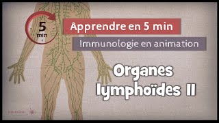 32◽ Les organes lymphoïdes secondaires [upl. by Llemej703]