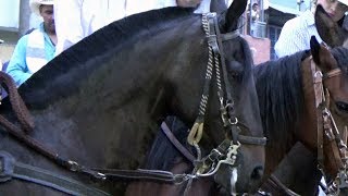 Cabalgata en Sevilla Valle 115 Años Fiestas Aniversarias [upl. by Kling]