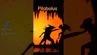 Microdose Pilobolus from Shadowland the Fight [upl. by Aigil]