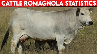 ⭕ Cattle Breeds ROMAGNOLA Statistics ✅ Cattle ROMAGNOLA  Bulls ROMAGNOLA [upl. by Setarcos865]