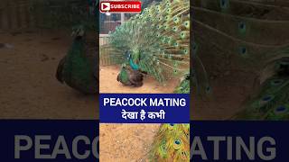 Peacock mating dance peacock nature mawandpaw birds [upl. by Files101]