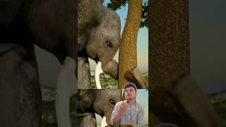 Seberapa kuat belalai gajah zackdfilms elephant animals funfacts [upl. by Nemracledairam]