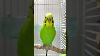 Green budgie parrot sound [upl. by Ollopa]