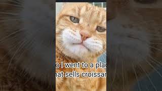 âś¨cRoIsSaNtâś¨đźĄmemefunnyilovecatsiloveanimals [upl. by Aekal]