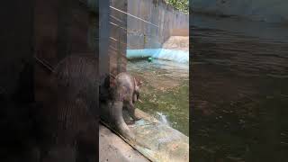 Otters at Thiruvananthapuram zoo trivandrumzoo animalsplaying shorts [upl. by Sanborn]