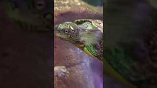 These adorable Terrapins came to say hello to us terrapin sealife turtle [upl. by Marchal914]