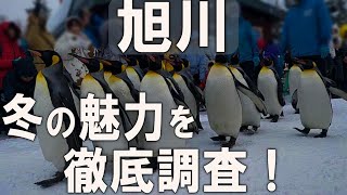 北海道・旭川ひとり旅。冬の極寒都市は魅力いっぱい！今、日本人が行くべき魅力を徹底調査してきました！旭山動物園ご当地グルメ北海道スキー市内観光 [upl. by Boudreaux]