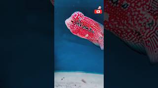 Flowerhorn Fish flowerhorn tankbiggest flowerhorn fishhow to breed flowerhorn fish [upl. by Abert]