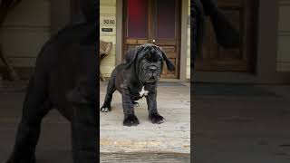 Neapolitan Mastiff puppy produced by Old World Mastinos [upl. by Burl]