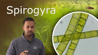 Spirogyra under microscope full video  Practical  science 🧪 [upl. by Merriman981]