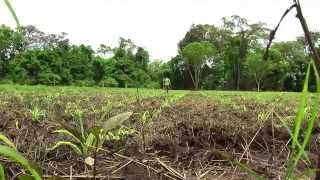 Cómo cultivar Maíz  TvAgro por Juan Gonzalo Angel  Maiz [upl. by Annunciata]