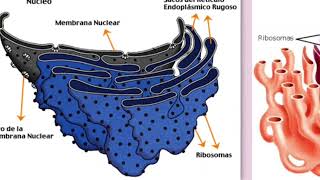 Organelas citoplasmáticas [upl. by Nref493]