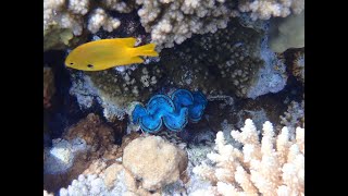 Snorkelling in Makadi Bay Red Sea Coral Reef  Makadi Palace  Hurghada  Egypt [upl. by Schafer939]