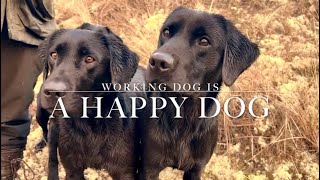 Scottish Labrador Retriever Gundogs Working Dogs Gundog Training Driven shooting [upl. by Debbie]