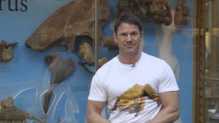 Steve Backshall  The Megalosaurus [upl. by Fabrice]