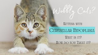 Meet Our Wobbly Cats What is Cerebellar Hypoplasia and How Does it Affect Your Cat [upl. by Mian29]