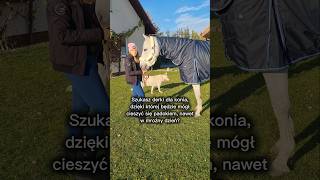 Derki dla konia 🐴 Derka padokowa z kapturem RW Combo wypełnienie 220g to optymalne rozwiązanie ❄️ [upl. by Iridis576]