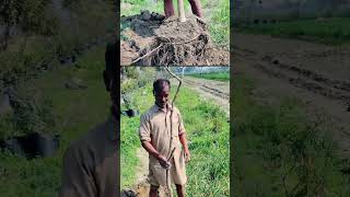 Lagerstroemia speciosaਜਰੂਲ ਦਾ ਪੌਦਾ Transplant at Shesham Farm February 2020 [upl. by Patton]