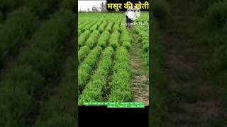 Masoor ki top 5 variety lentil farming shorts youtubeshorts satisfying [upl. by Miarzim157]