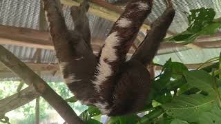 A pair of Brownthroated sloths [upl. by Judas678]