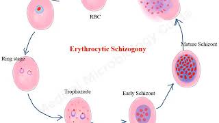 Plasmodium falciparum life cycle animation [upl. by Cohla]