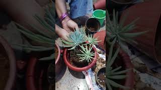 Curio repens plantingmusic songadayinmylifegarden gardendaydailyvlog daysofmylife foodasmr [upl. by Aroved576]