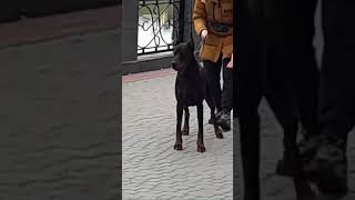 Doberman Sever харьков doberman доберман доберманы dobermann [upl. by Ostap]