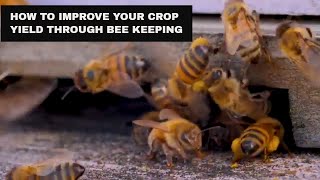 How To Improve Crop Yield With Bee keeping [upl. by Ahsilahs]