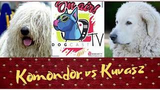 Komondor vs Kuvasz Őrzővédő kutya bajnokság DogCast TV [upl. by Waldron607]