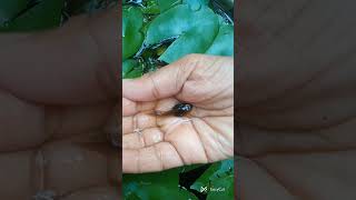 Tadpoles frog short video [upl. by Mccullough202]