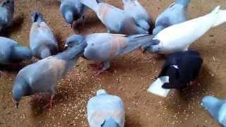 lalban pigeons lalban kabootar Lalband Pigeons lalbans 08985003745 [upl. by Egedan]