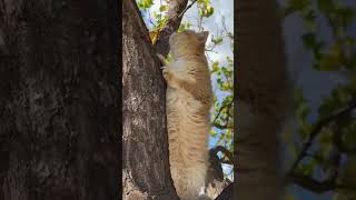 😻 Impresionante Gato Prodigio Trucos Felinos que Desafían la Realidad [upl. by Acissej]