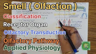 Smell l Olfaction l Anatomy and Physiology l Olfactory Pathway [upl. by Donnell]