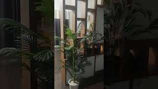 Meesho artificial plantshome decorhome tour [upl. by Atsyrhc623]